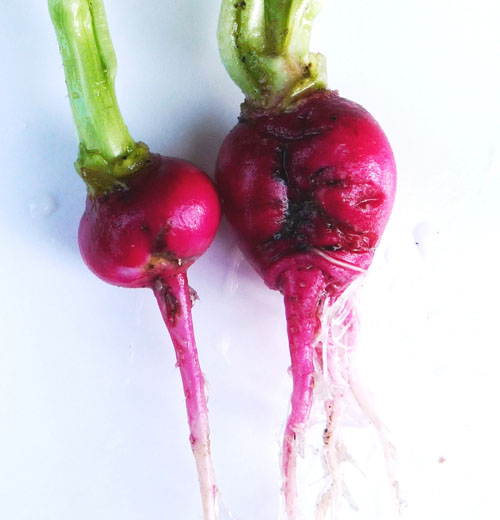 Cabbage root maggot on radish